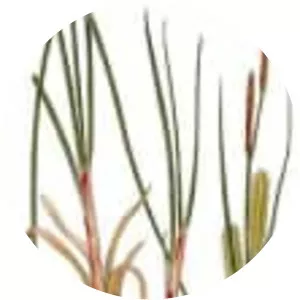 Carex rostrata - Plants