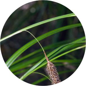 Carex solandri - 