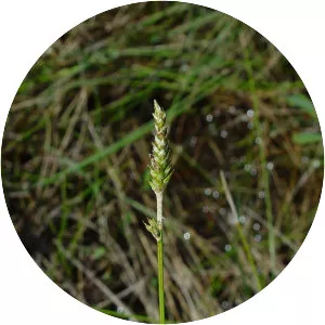 Carex sterilis