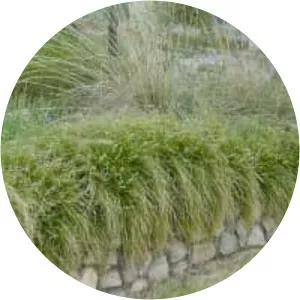 Carex tumulicola