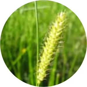 Carex vesicaria