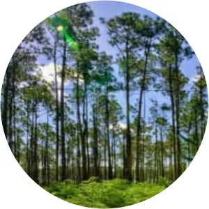 Caribbean pine - Plants