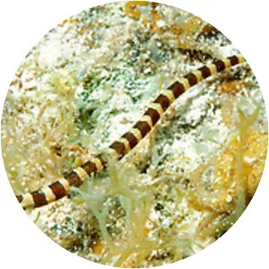 Caribbean pipefish