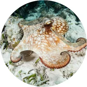 Caribbean reef octopus