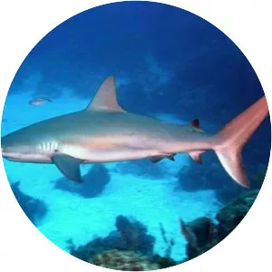 Caribbean reef shark