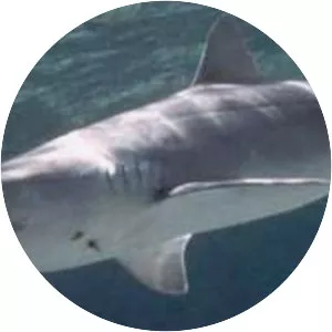 Caribbean sharpnose shark