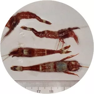 Caridean Shrimp