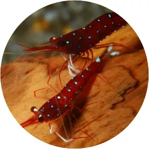 Caridina dennerli (Kardinal Karides)