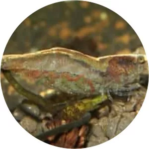 Caridina leucosticta