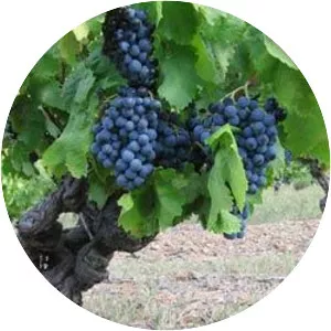 Carignan