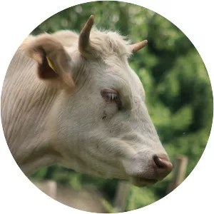 Carinthian Blondvieh