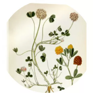 Carl Axel Magnus Lindman