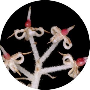 Carnarvonia araliifolia