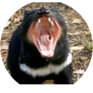 Carnivorous marsupials