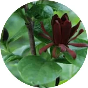 Carolina-allspice - Plants