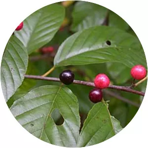 Carolina buckthorn