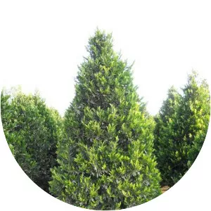 Carolina cherry laurel