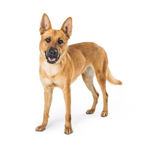 Carolina Dog