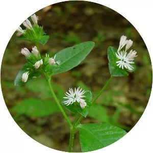 Carolina elephant's-foot