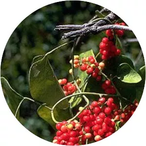 Carolina snailseed - Plants