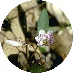 Carolina springbeauty