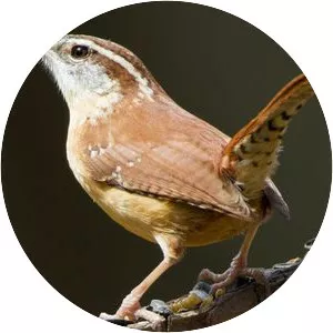 Carolina wren