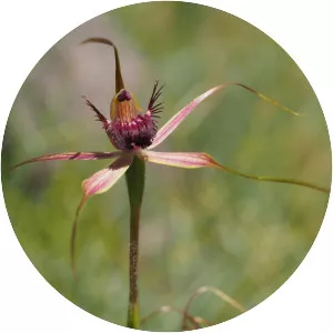 Carousel spider orchid - 