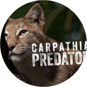 Carpathian Predators