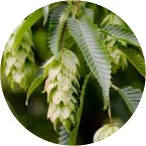 Carpinus japonica - 