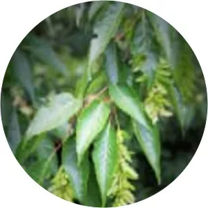 Carpinus viminea