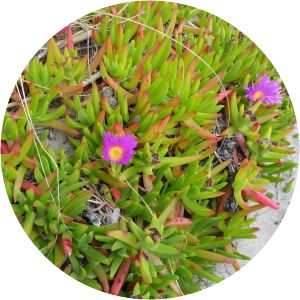Carpobrotus chilensis
