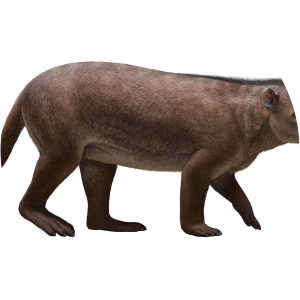 Carsioptychus coarctatus - 