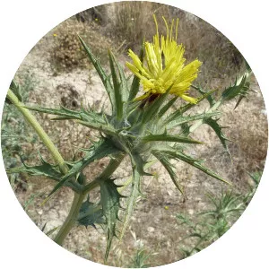 Carthamus lanatus - Plants