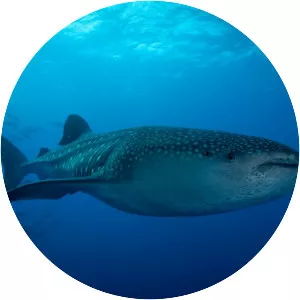 Cartilaginous fishes