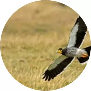 Carunculated caracara