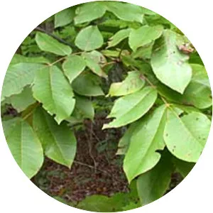 Carya tomentosa
