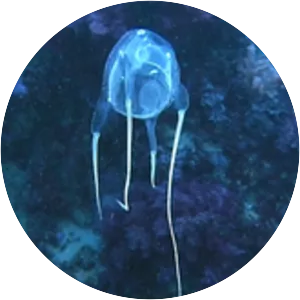 Carybdea marsupialis - 