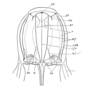 Carybdea xaymacana - 