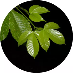 Caryocar costaricense - 