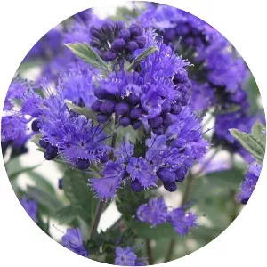 Caryopteris clandonensis - Plants