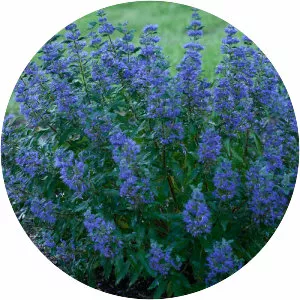 Caryopteris
