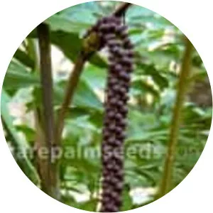 Caryota monostachya - 