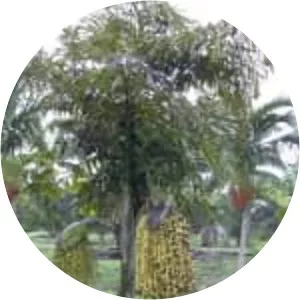 Caryota urens - Plants