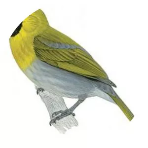 Caryothraustes