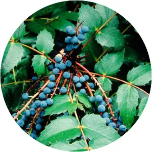 Cascade barberry - Plants