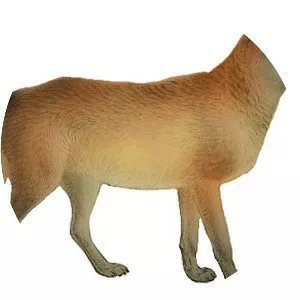 Cascade mountain wolf - Animal