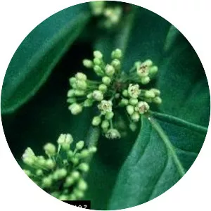 Casearia sylvestris - Plants