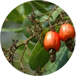 Cashews