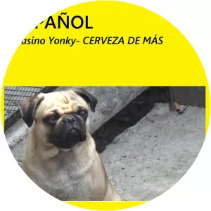 Casino Yonky