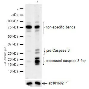 Caspase 3 - Protein